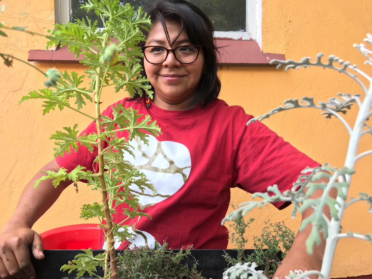 cultivando casa betti h 1