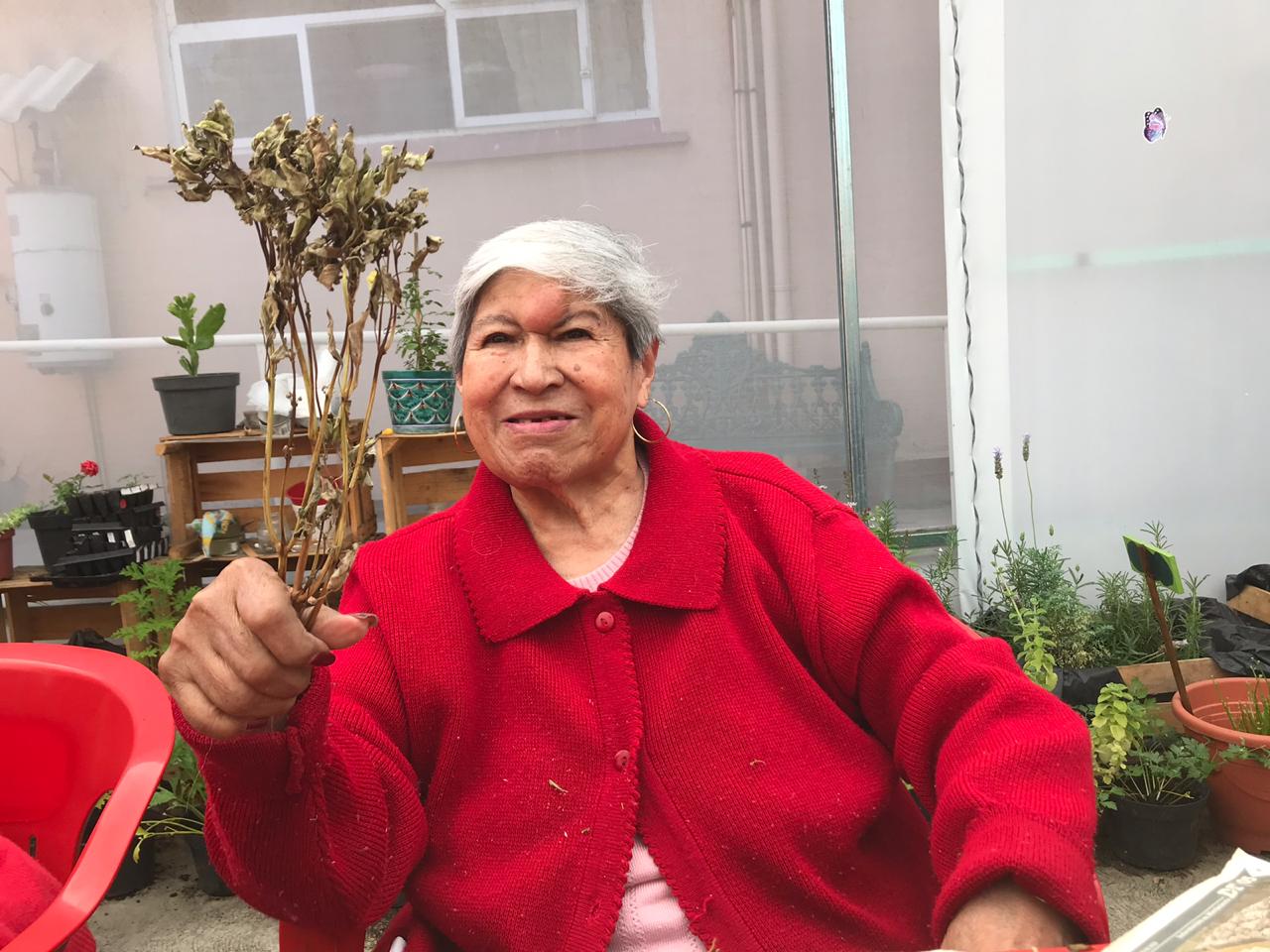 cultivando casa betti h 3