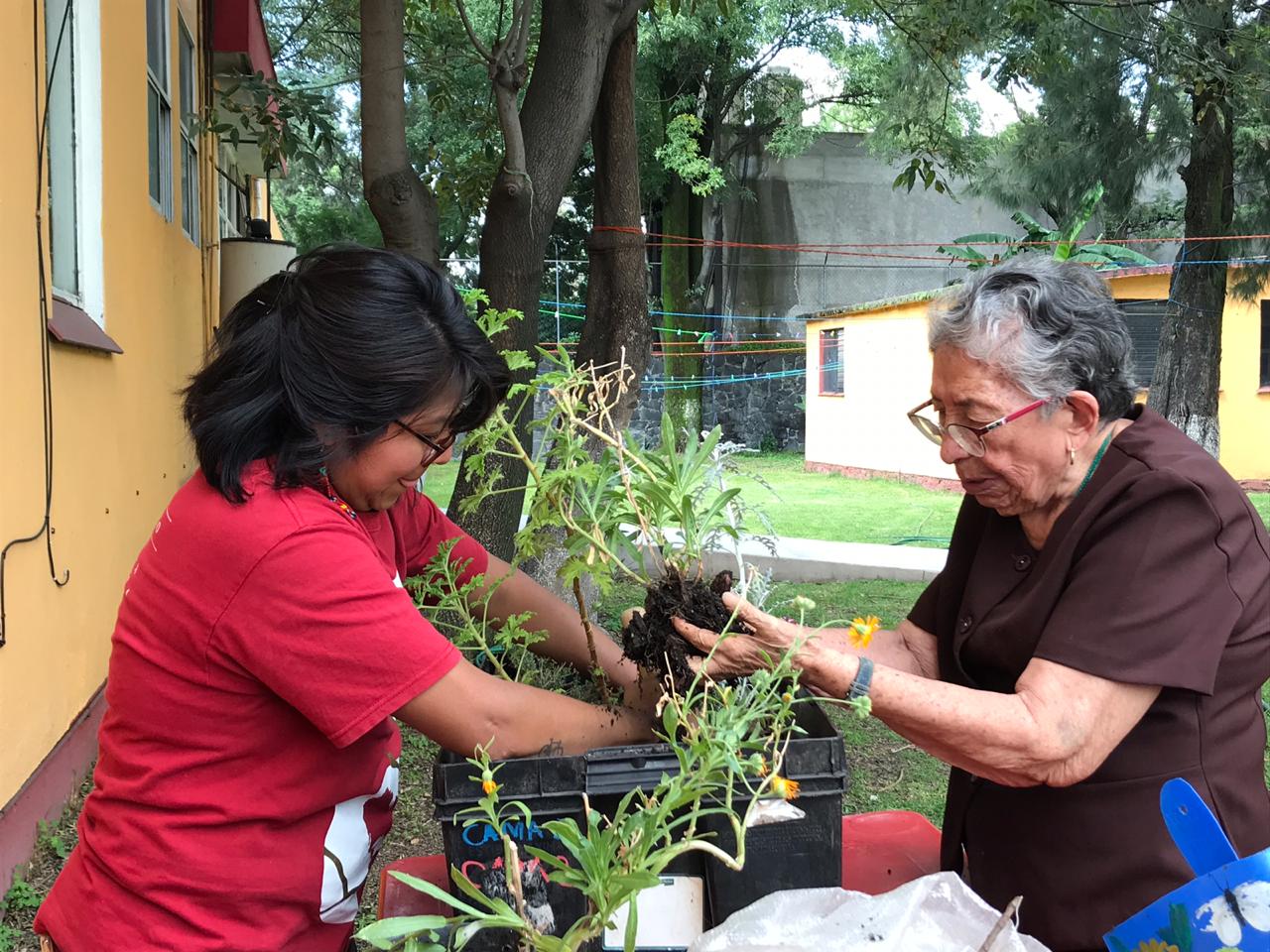 cultivando casa betti h 6