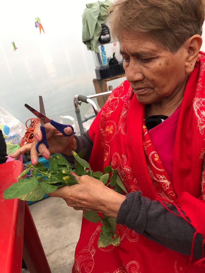 cultivando casa betti v 8